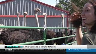 Emerald Downs Weekly 5/16/19