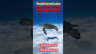 "ஓடிஷாவின் கடல் ரகசியம் – Olive Ridley Turtle Migration!" #viralshort #tamilshorts #state