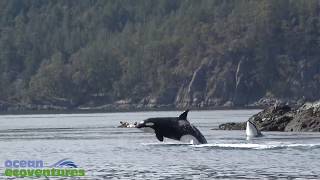 Biggs Killer Whales Vancouver Island B.C. - Ocean EcoVentures