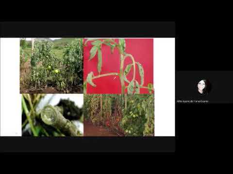Vídeo: Reconhecendo a podridão mole em culturas de Cole - Como controlar a podridão mole de vegetais de Cole