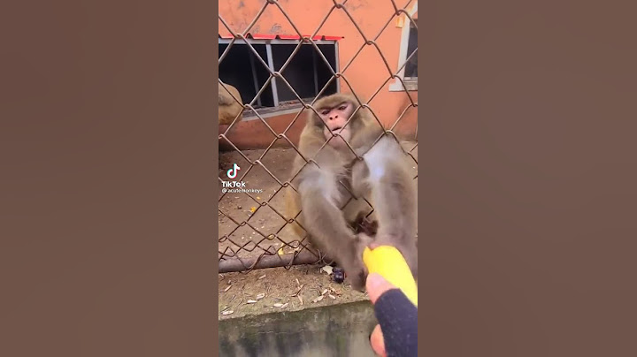 chango enojado