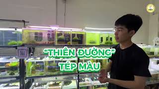 Khám phá shop Tép Cảnh H&H tại Tân Phú  nơi hội tụ đầy đủ các dòng Tép cảnh và phụ kiện cho hồ tép