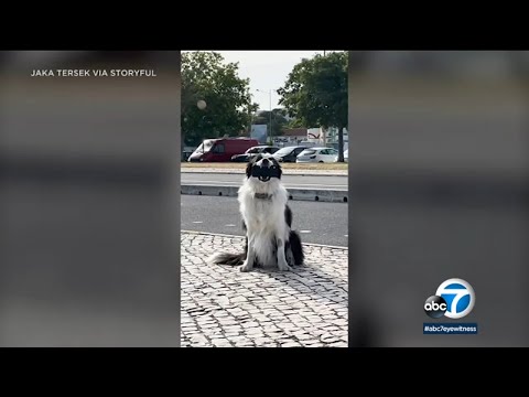 Video: Trött på bilder med hundar munnar tvingad stängt, denna grupp börjar en rörelse