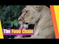 Understanding the Food Chain