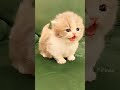 Adorable Kittens Compilation ❤❤❤ | Sweetest Kitties of 2026 😺 (I_LOVE_YOU_BABY_51)