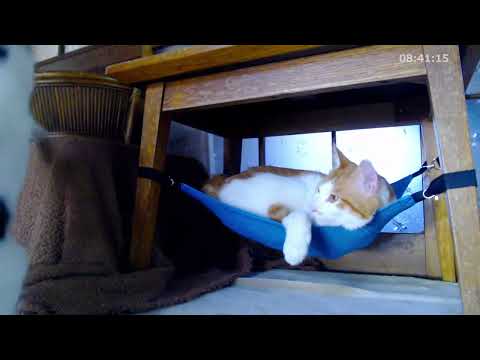 ダイソー　キャットハンモックで眠る猫