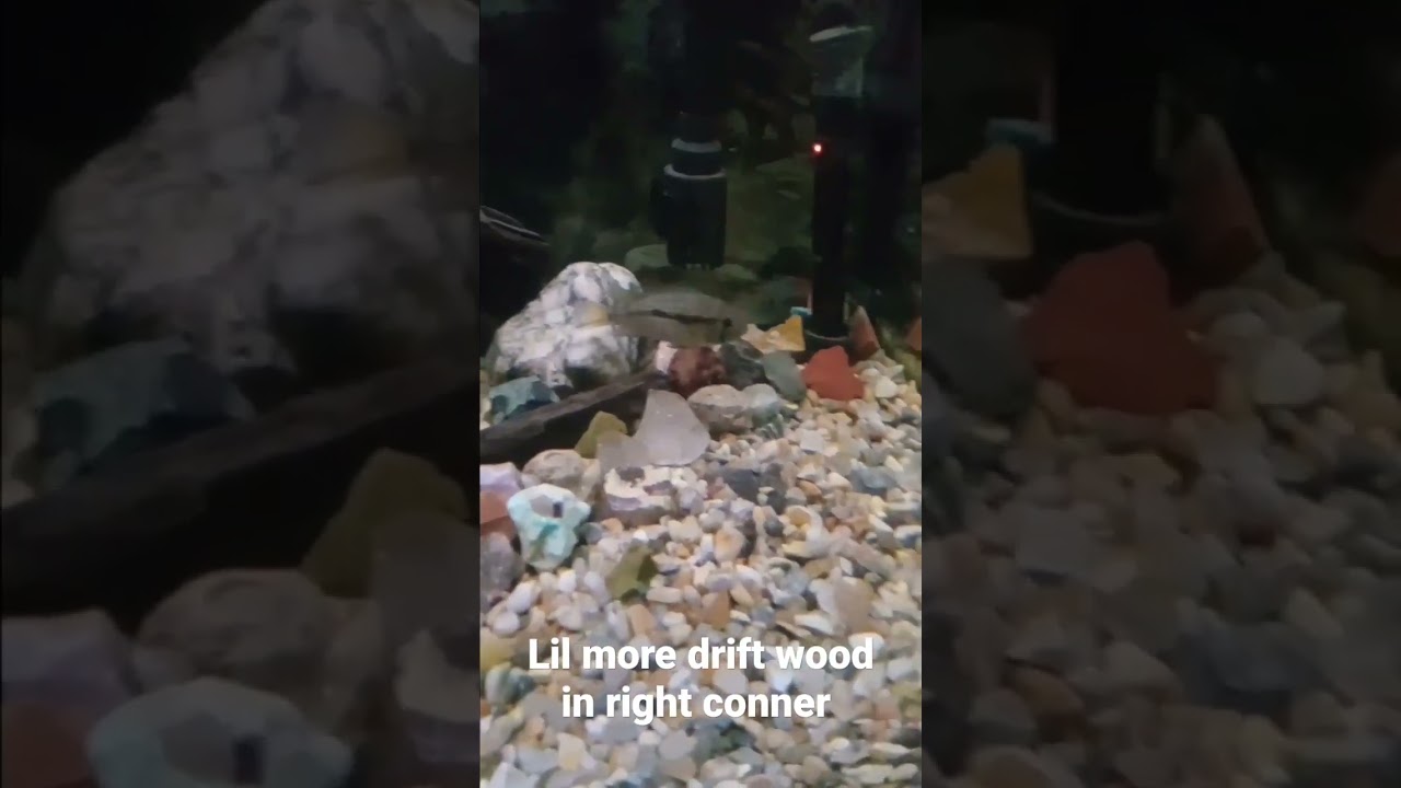 jack Dempsey and green terror tank setup fluval light for plants and setup aquarium  Co op sponge