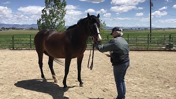 Groundwork 10   Move forehand