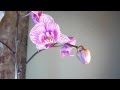 Orchid Pictures Of Flowers