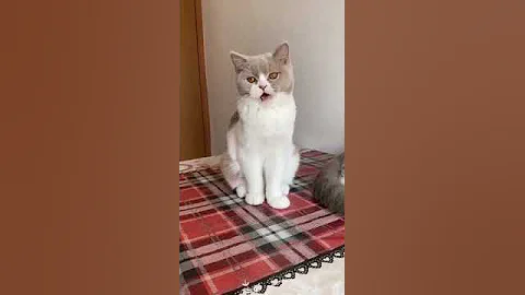 Video 6347951: britishshorthair scottishfold kittens cat, shorthair kitten britishshorthair cat, british shorthair cat kitten, british shorthair bicolor kitten, british shorthair female kitten, white british shorthair kitten