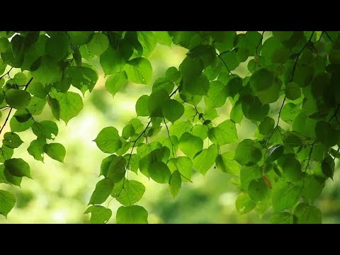 Nhạc Piano Nhẹ Nhàng Cùng Tiếng Mưa Rơi Giúp Thư Giãn ( Relaxing Music & Soft Rain Sounds )