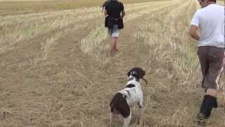 Saker Falcon Training Pointer first time