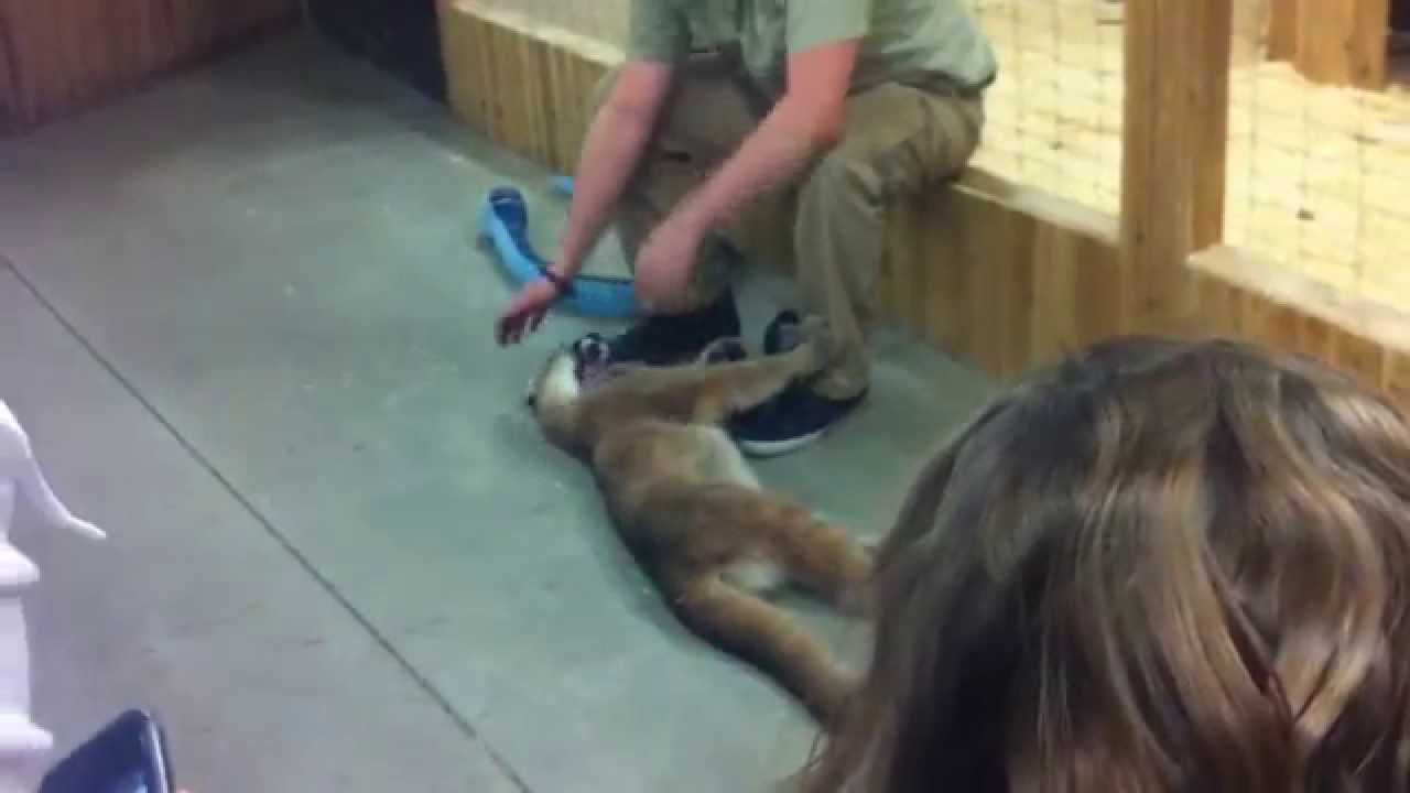 funny cats sleeping in weird positions compilation 2014 funnyplox Little Ray's Reptile Zoo- Cougar playing at 