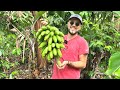 Soy bananero por un día en Guatemala 🍌🇬🇹 Así se corta y probando varios tipos