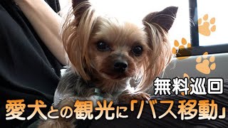 【ペット同伴】愛犬との観光に「バス移動」　東京駅や観光地を無料巡回