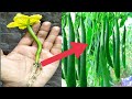 New trick to grow Sweet gourd