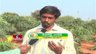 How To Control Pink Bollworm In Cotton | Papaya Cultivation By Natural Farming |Nela Talli  | HMTV