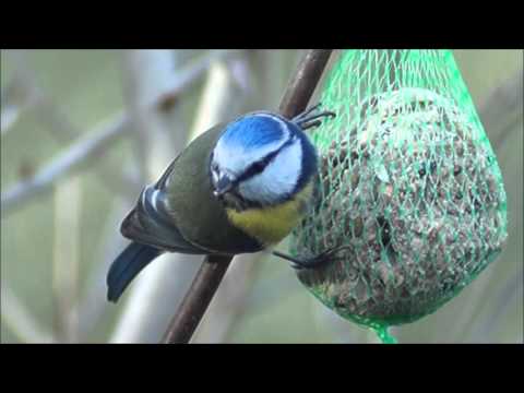 Video: Wat Is Beter: Een Mees In De Handen Of Een Taart In De Lucht