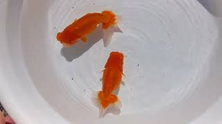 DSCF0112