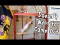 Why A Parrot Doesn't Want to Come Out - Cagebound Parrots