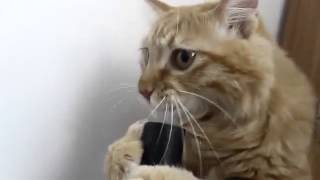 Fanny Animals Kot I Pylesos