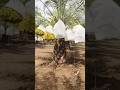 Dry fruits Khajur #farming #agrifuture #dryfruits #khajurfarming