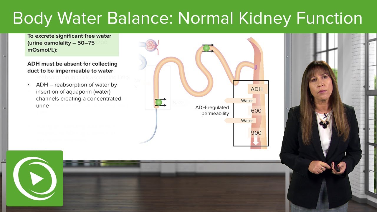 Body Water Balance Normal Kidney Function Nephrology Lecturio Body Water Balance Normal Kidney Function Nephrology Lecturio