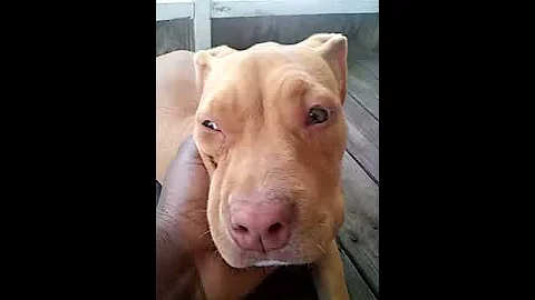 This is my cousins dog