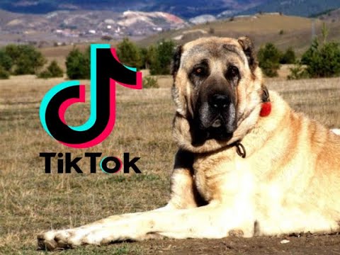 EN EFSANE !!! KANGAL TİK TOK VİDEOLARI #23