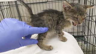 UPDATE: Tiny sick kitten is purring! 🙂 by AZDesertRain 10,012 views 1 year ago 1 minute, 28 seconds