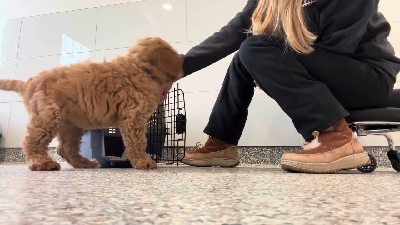 Вступление Фионы к Crate 1.8.26