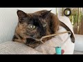 LINTPLUS Pet Hair Remover Why Its So Impressive