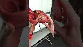 Coronary artery anatomy