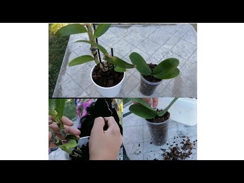 Video: Transplantacija Orhideje Dendrobium (8 Fotografija): Kako Pravilno Presaditi Orhideju Dendrobium U Lonac Nakon Kupnje Kod Kuće Korak Po Korak?