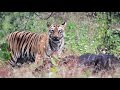 #Morning Safari | Tiger kill Bison (Gaur) Tadoba Tiger Reserve | Kolsa gate Tadoba