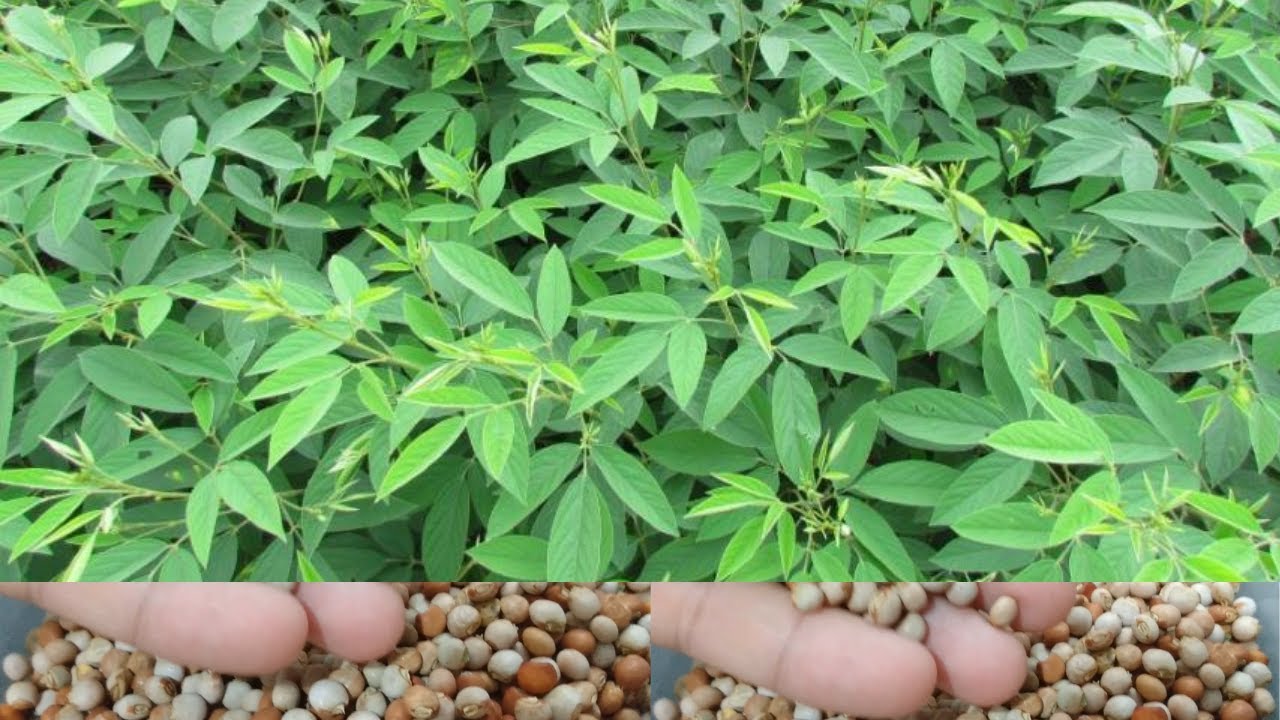 Feijão Guandu na Alimentação de Galinha