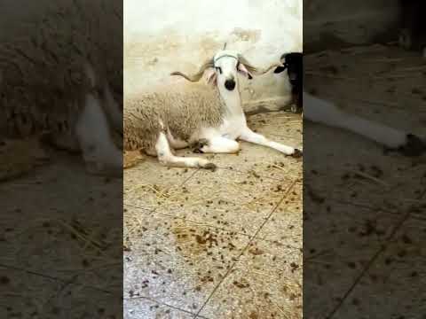 تبارك الله على حولي