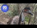 Emus staring around | VR180 3D