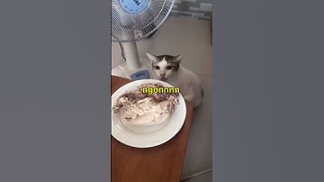 Những chiếc mèo biết nói chuyện 😅 #Shorts #MèoHoangĐẹp