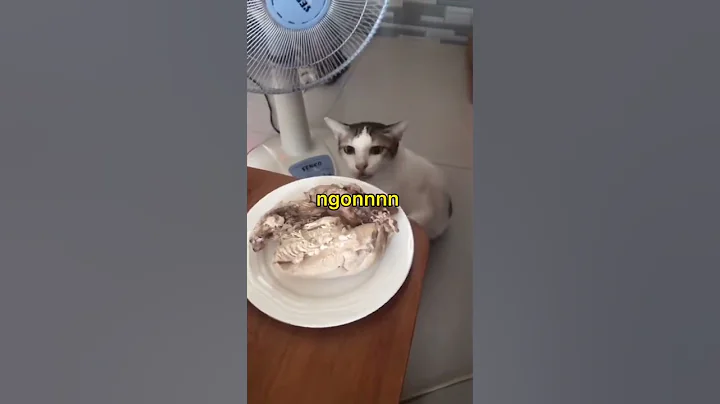 Những chiếc mèo biết nói chuyện 😅 #Shorts #MèoHoangĐẹp