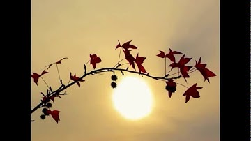 سورة القلم/القارئ يوسف كالو