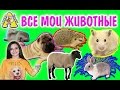 ВСЕ МОИ ЖИВОТНЫЕ / КТО У МЕНЯ ЖИВЕТ / МОИ ПИТОМЦЫ /  Я АЛИСА ИЗИ