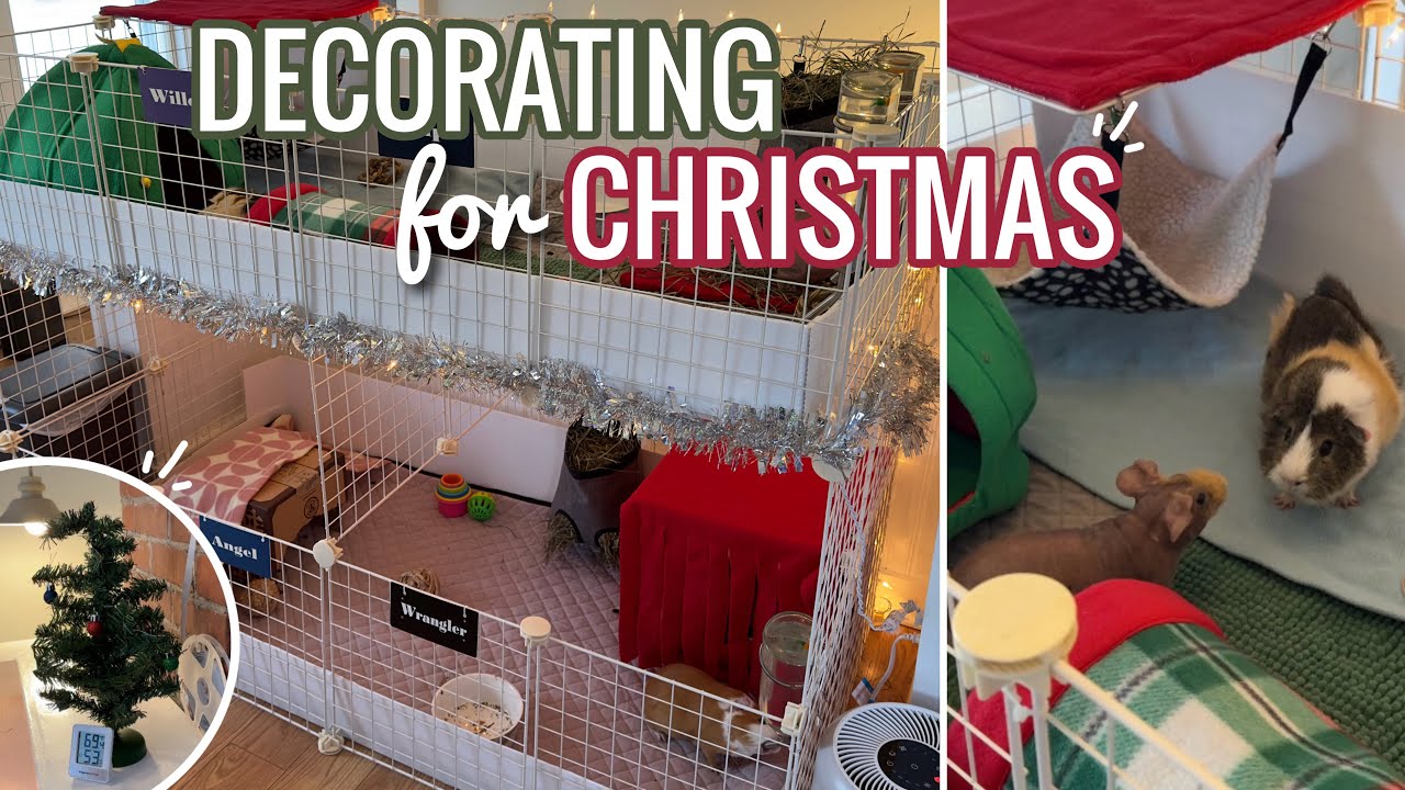 Decorating My Guinea Pigs Cage For Christmas! - YouTube