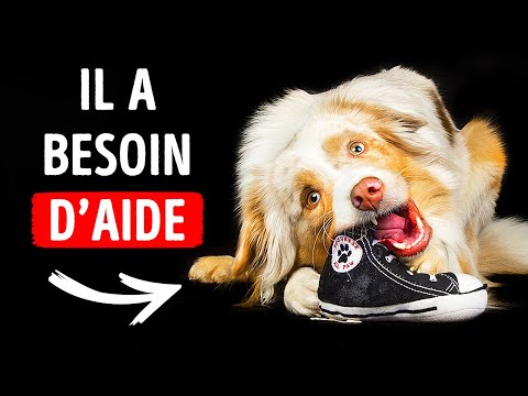 Vidéo: 7 façons de vous assurer de ne plus jamais perdre votre chien