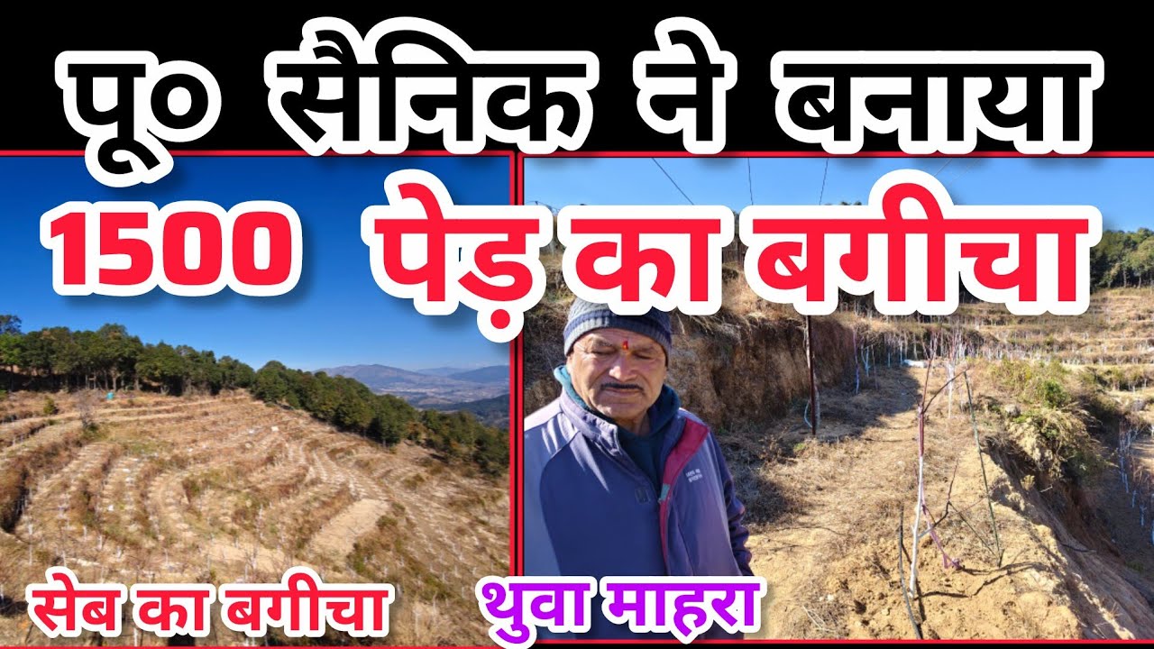 लोहाघाट के थूवा महरा में पूर्व सैनिक ने बंजर भूमि में अपनी मेहनत से बना डाला 1500  पेड़ों का बगीचा