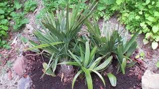 Needle Palm most Cold Tolerant Species