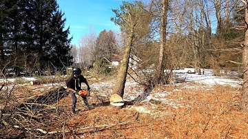 Logging Pine Trees for Timber Frames | Tree Felling