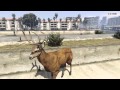 Turning into a animal (gta 5)