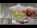 اليوم الصيد خير من الله 12 حمريه اليوم الصيد خير من الله 12 حمريه