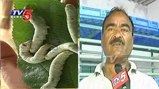 Man Left Govt Job, Earns Huge Profits By Sericulture Farming | Annapurna | Telugu News | TV5 News